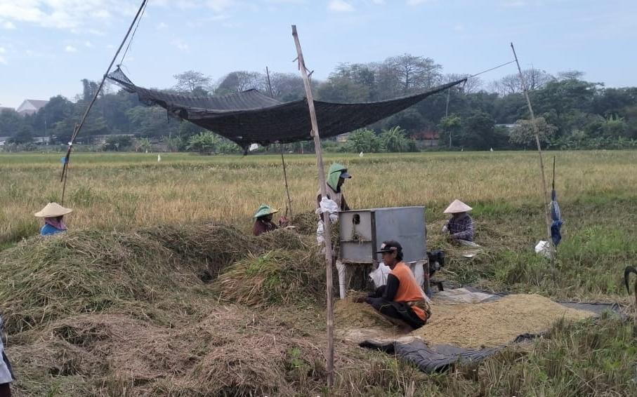 Panen Gadu 2025 Diproyeksi Naik 11 Persen, Pasokan Beras Nasional Aman