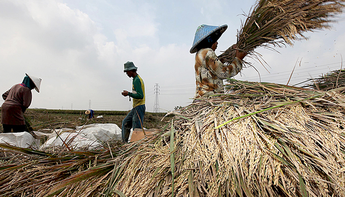 petani-panen-padi-beras_20150227_153145.jpg