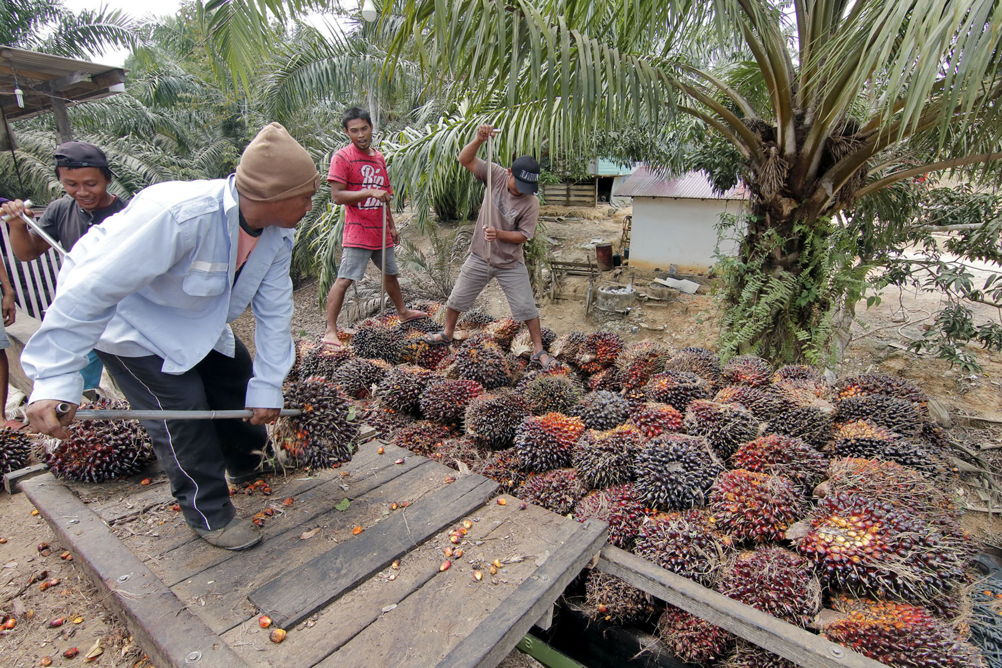 SPKS: Harga TBS Belum Pulih Sejak Ekspor Satu Pintu, Petani Rugi Rp200 Miliar per Hari