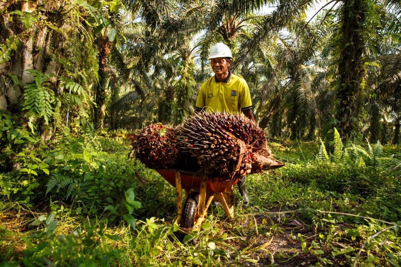 petani-sawit-mandiri-n.jpg
