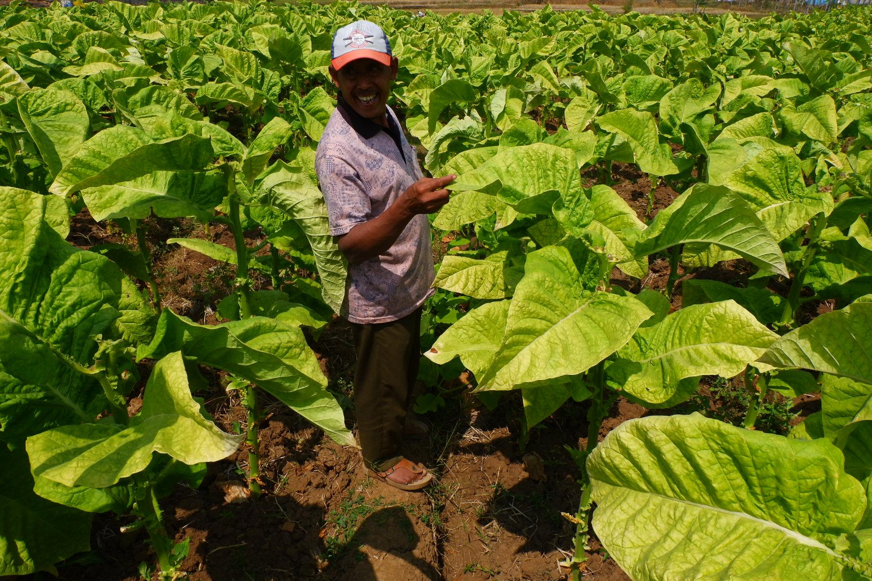 petani-sedang-memanen-tembakau-di-perkebunan-tembakau-di-desa-citaman.jpg