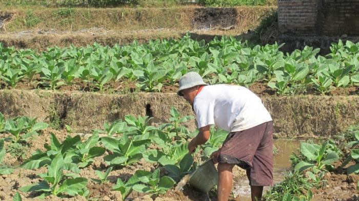 petani-siram-tanaman_20150803_091202.jpg