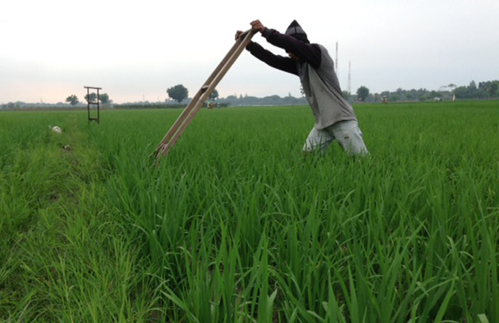 petani-tandur-musim-tanam-padi3_20160207_090841.jpg