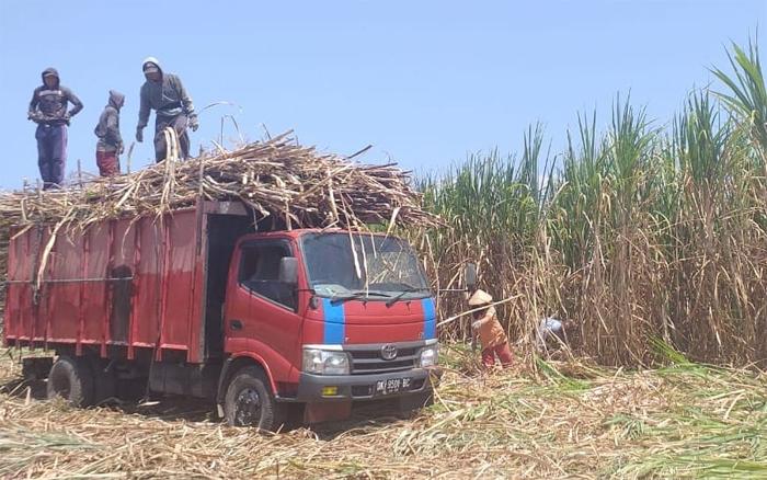 petani-tebu-di-indonesia_2.jpg
