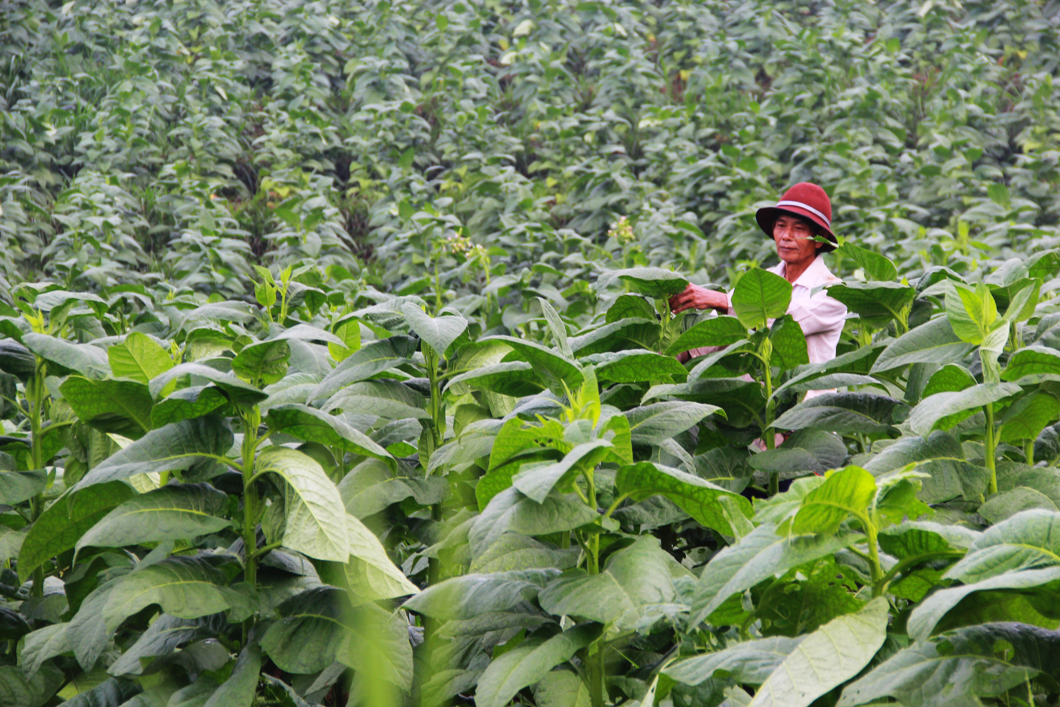 petani-tembakau-di-bandung_20160209_200747.jpg