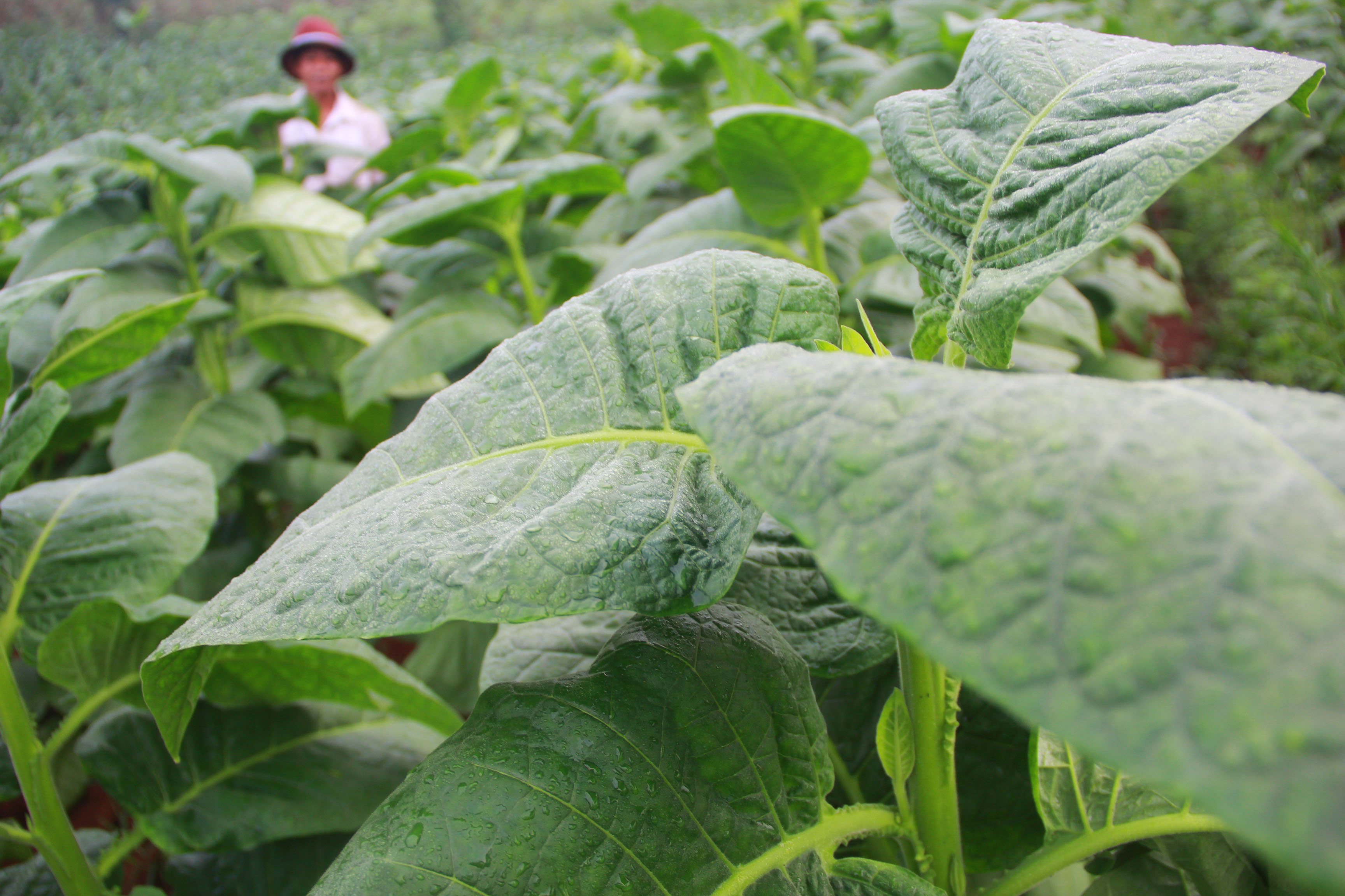 petani-tembakau-di-bandung_20160209_200945.jpg