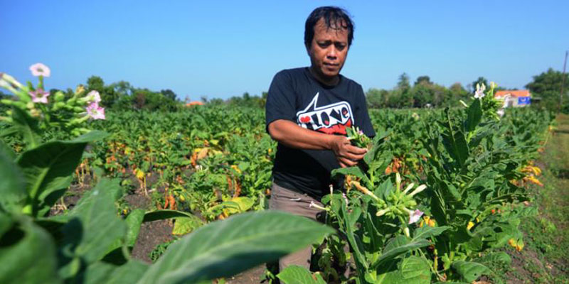 petani-tembakau-lokal-menghadapi-ancaman-serbuan-tembakau-impor_20160412_095720.jpg