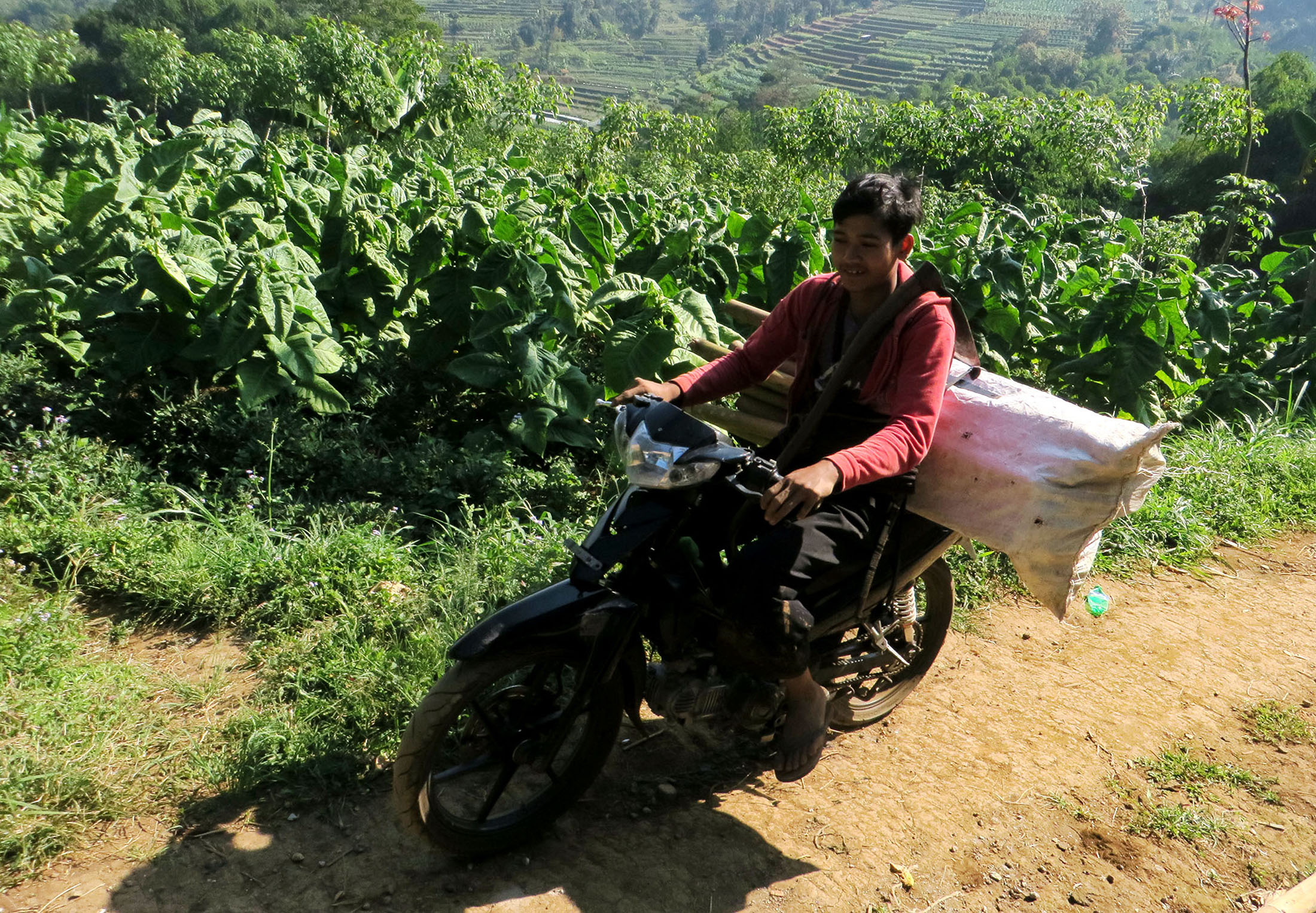 petani-tembakau-sumedang-siap-panen-tembakau-istimewa_20201021_191009.jpg