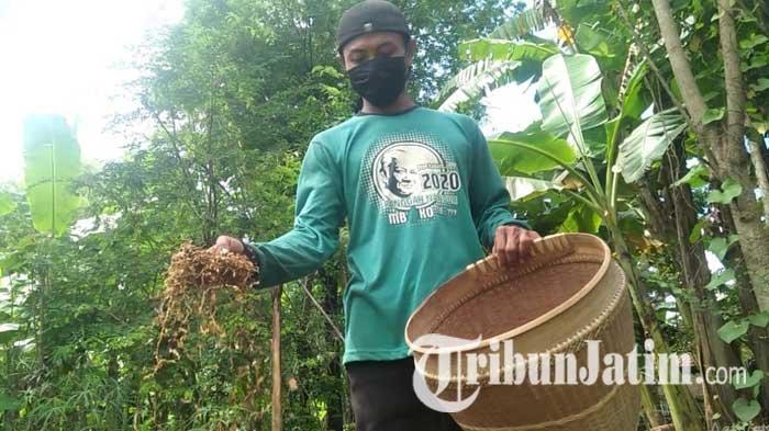 petani-tembakau111.jpg