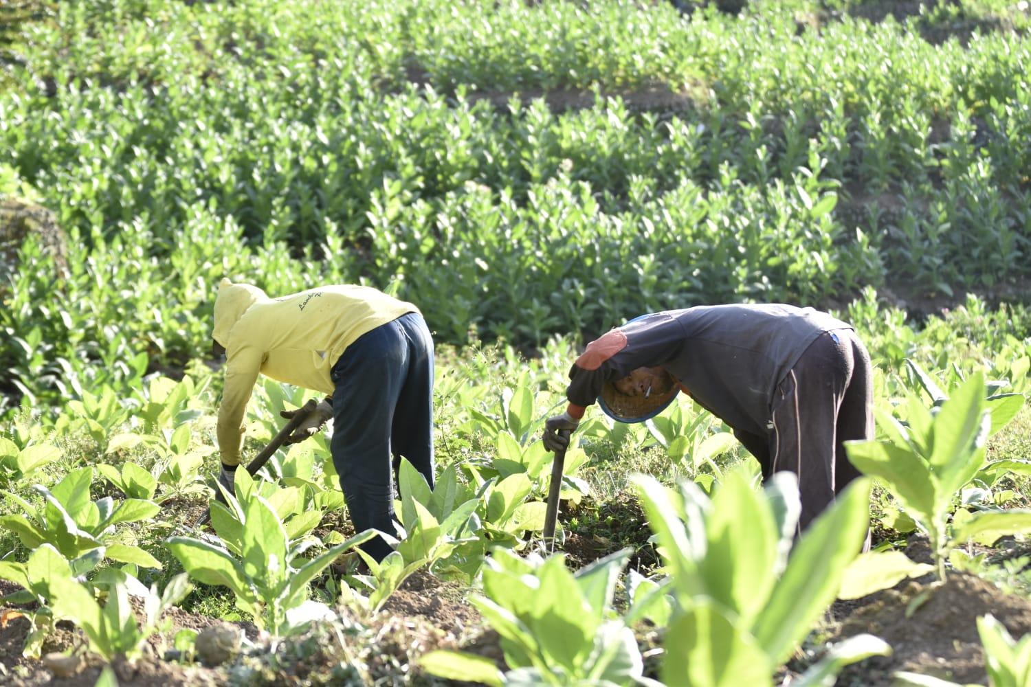 petani-tembakau13.jpg