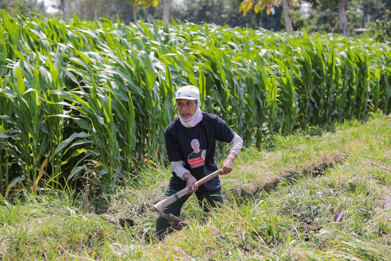 Realitas Petani Tebu Diabaikan, APTRI Dorong Perbaikan Industri Gula Nasional