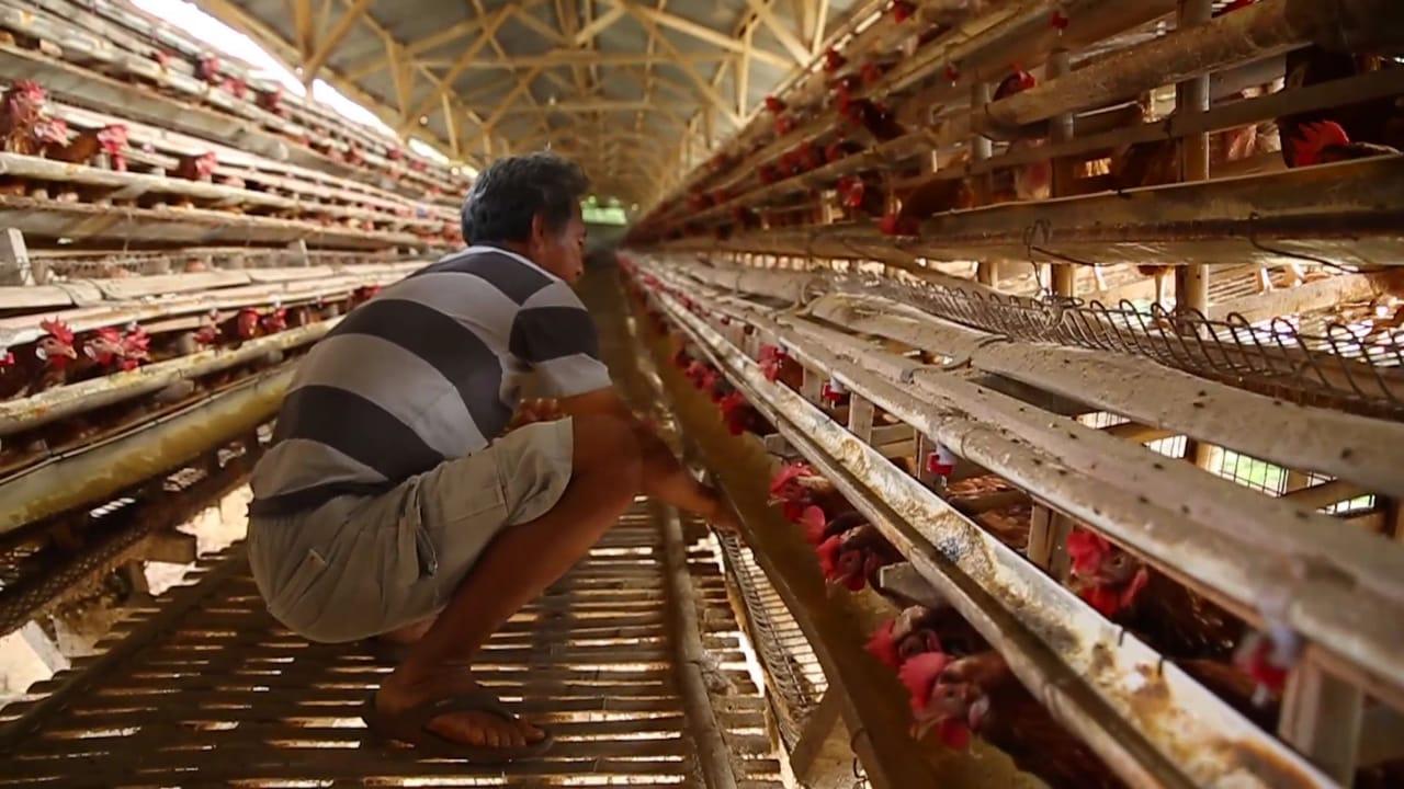 peternak-ayam-ayam-ayam.jpg