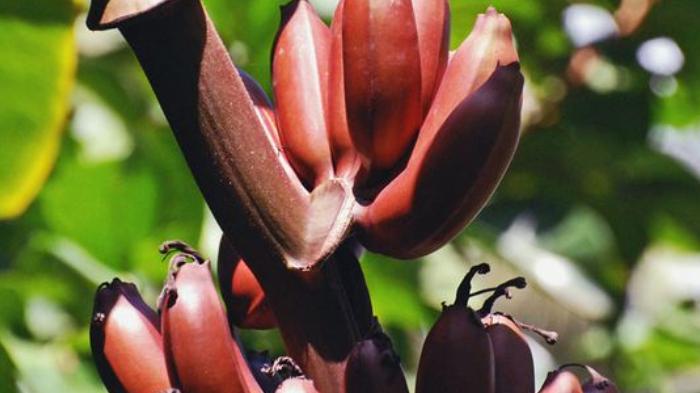 pisang-merah.jpg