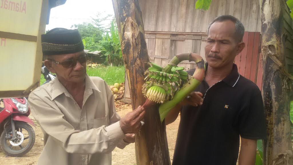pohon-pisang_20170514_184458.jpg