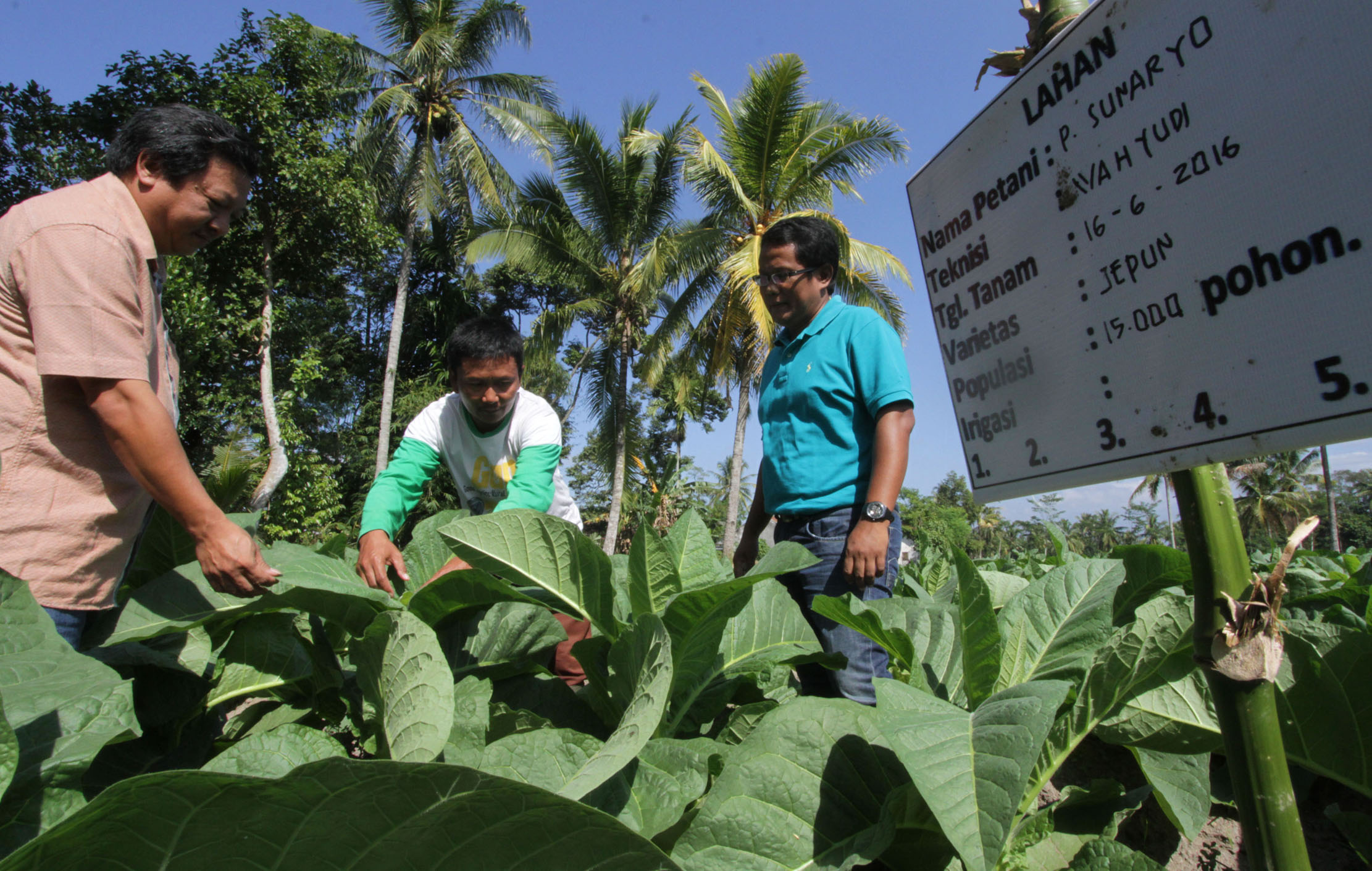 produktivitas-tembakau-di-indonesia_20160801_220906.jpg