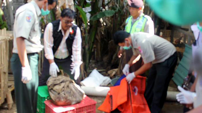 proses-evakuasi-jenazah-angeline-di-belakang-rumahnya_20150613_125529.jpg