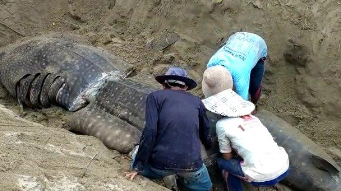 proses-penguburan-ikan-hiu-paus222.jpg