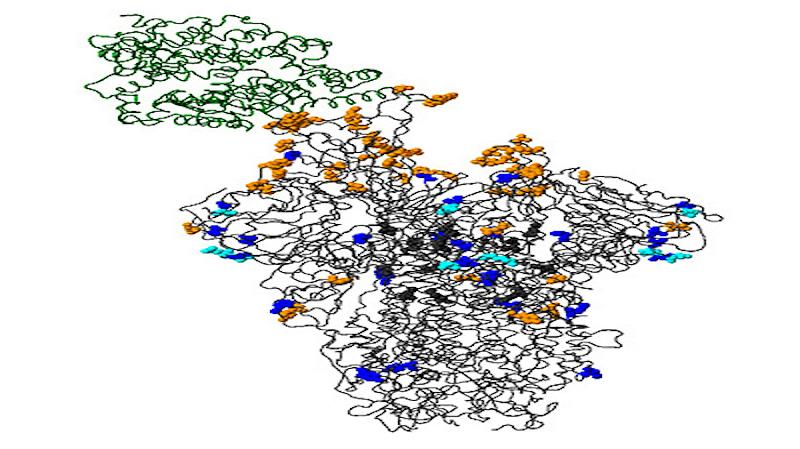 protein-lonjakan-omicron-nih3.jpg