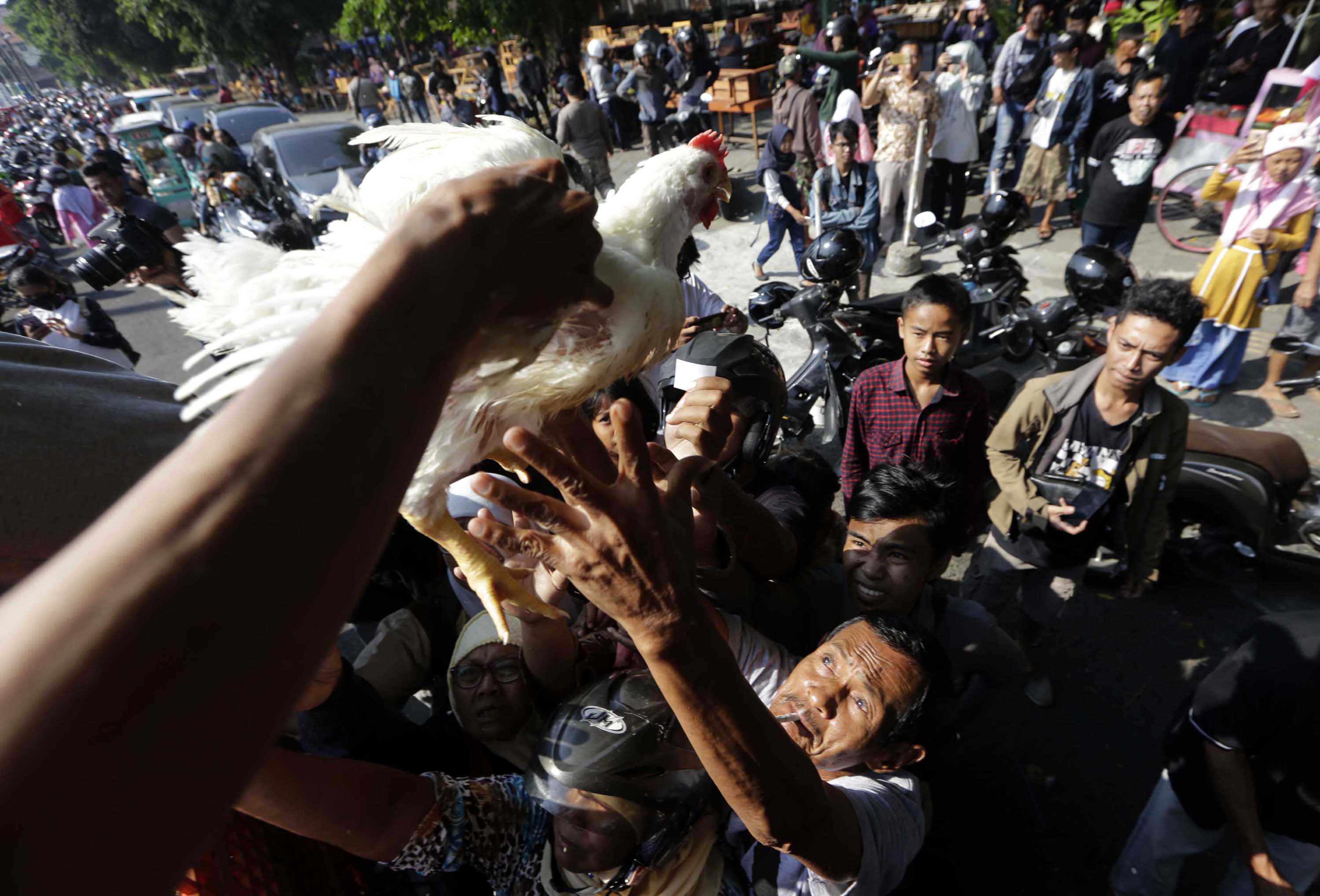 protes-harga-jual-murah-peternak-bagikan-5-ribu-ayam-gratis_20190627_180157.jpg