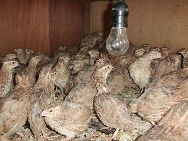 puyuh-burung_20150722_132616.jpg