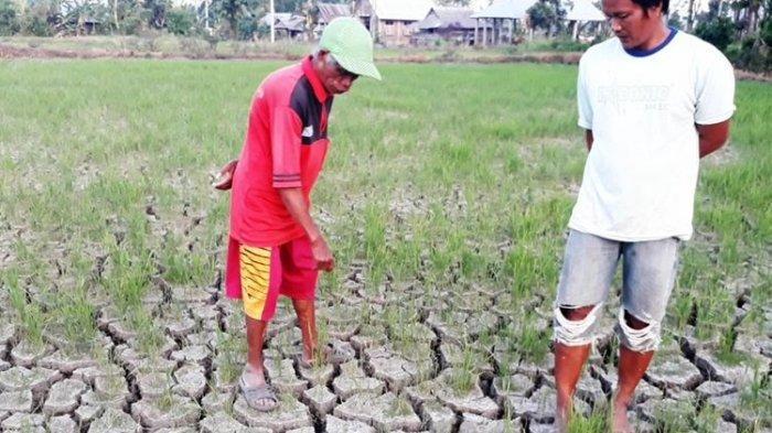 BMKG: Musim Hujan Rata-rata Mundur 30 Hari, Inilah Belasan Wilayah yang Lebih Lama Turun Hujan