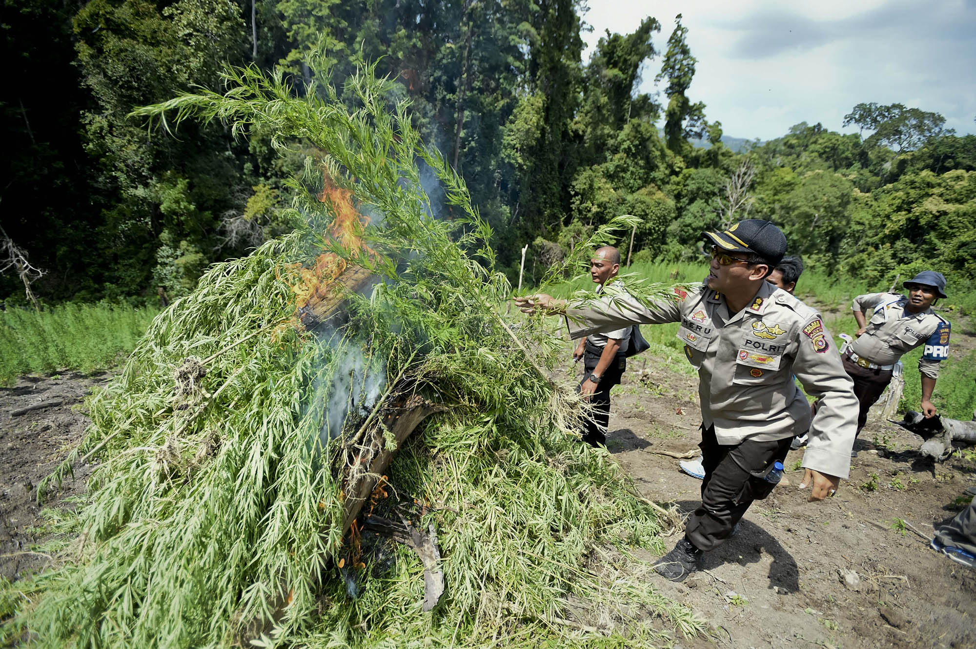 razia-ladang-ganja-di-aceh-besar_20150204_152400.jpg