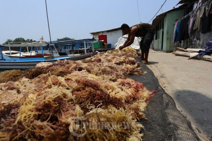 rumput-laut-pulau-seribu.jpg
