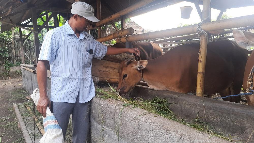 Wabah PMK Terdeteksi di Lombok Timur, Sebanyak 43 Sapi Terkonfirmasi Positif