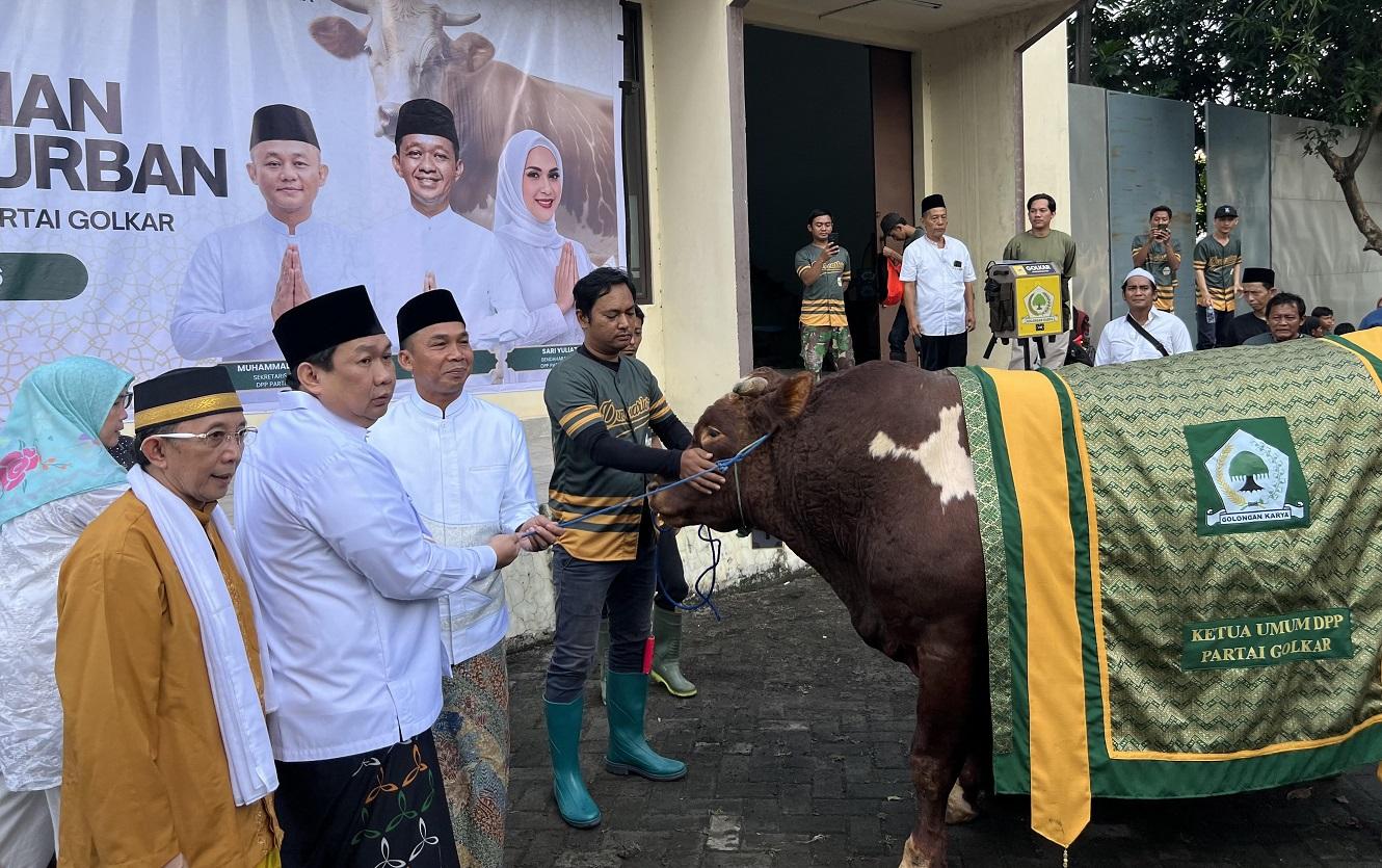 sapi-holkar.jpg