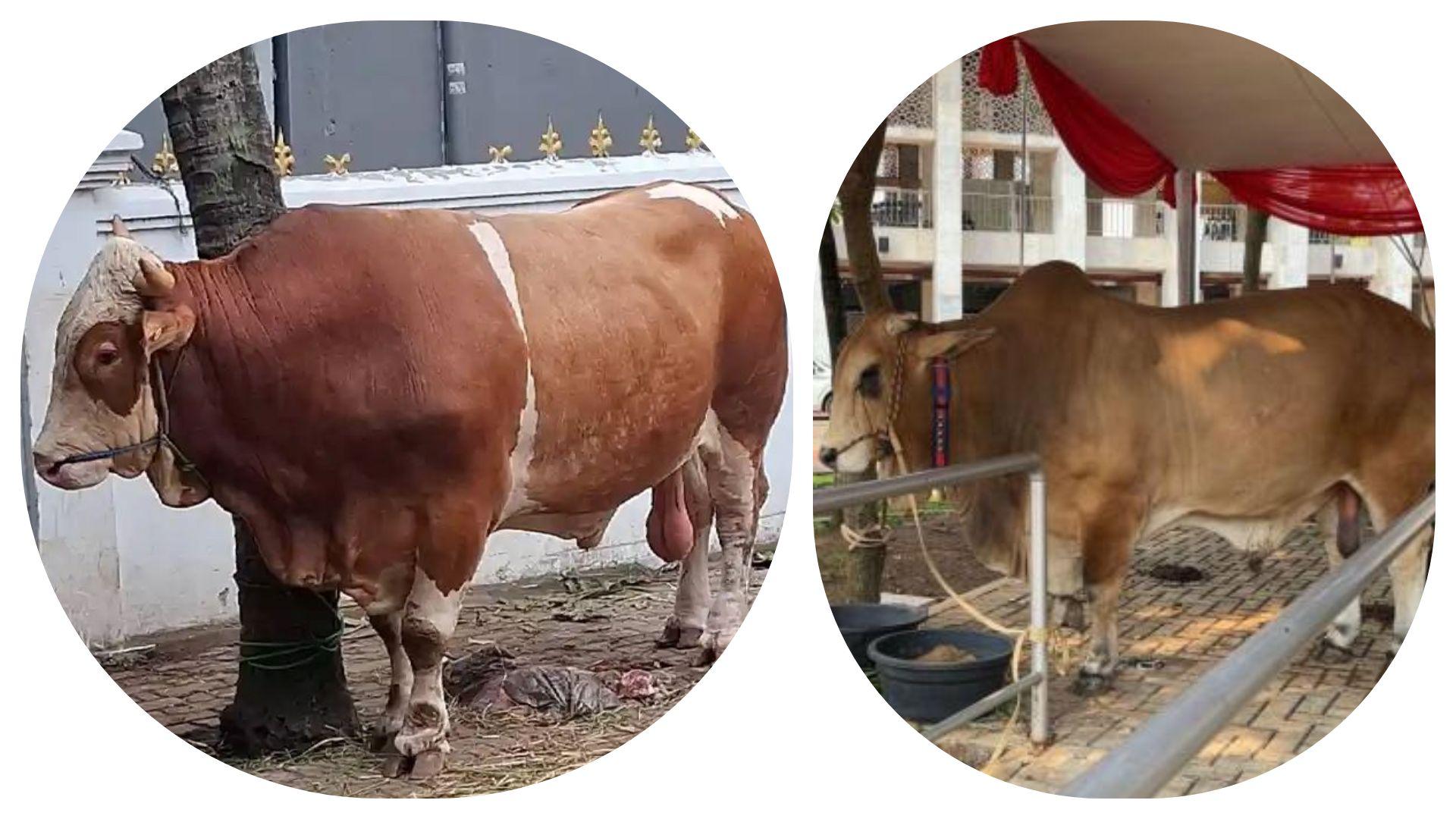 Si Gemoy Sapi Kurban Presiden Prabowo di Kalideres Vs Wirobumi Sapi Wapres Gibran di Masjid Istiqlal