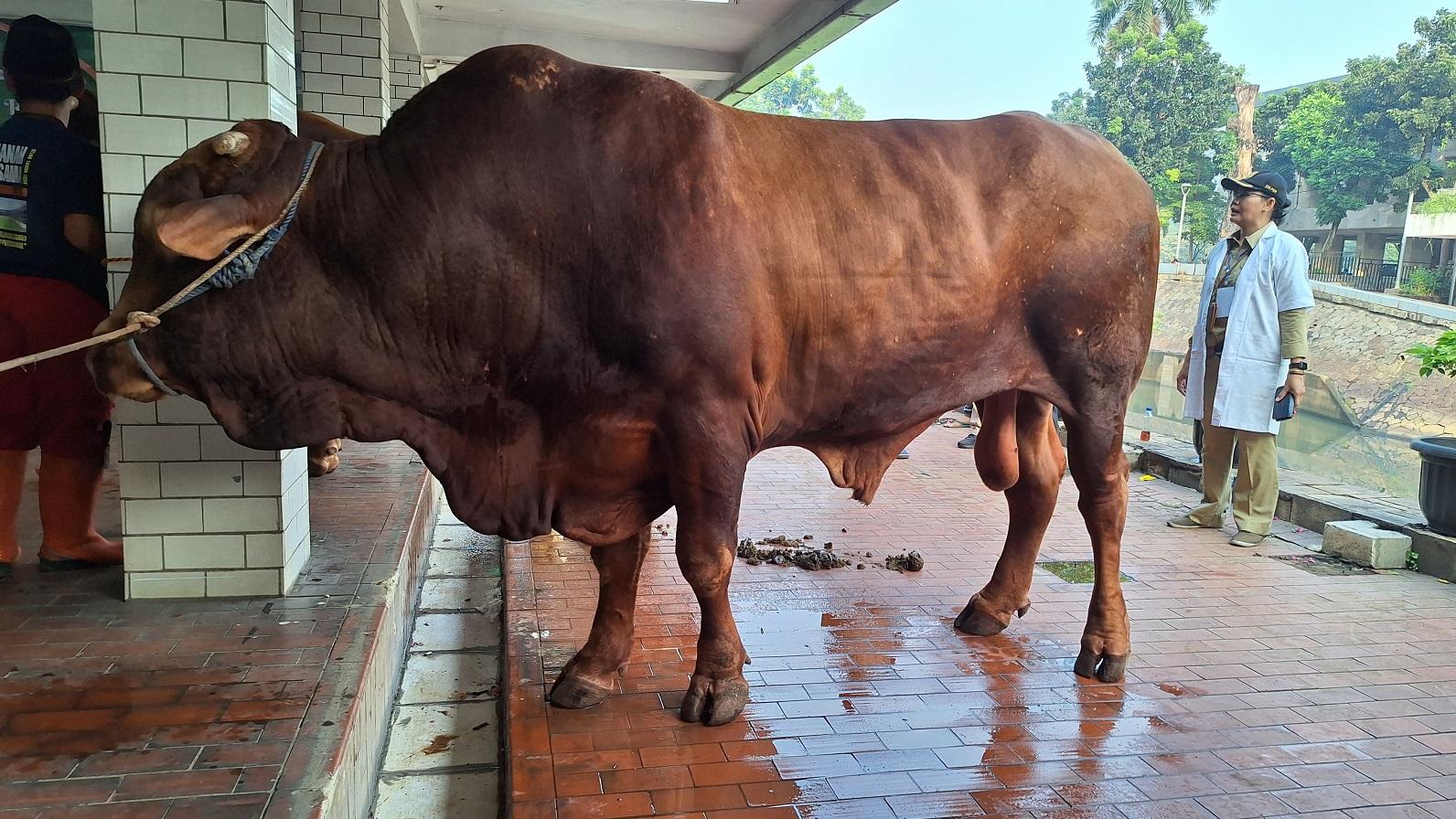 Kurban Sapi Bisa untuk Berapa Orang? Ini Ketentuan dan Penjelasannya sesuai Syariat
