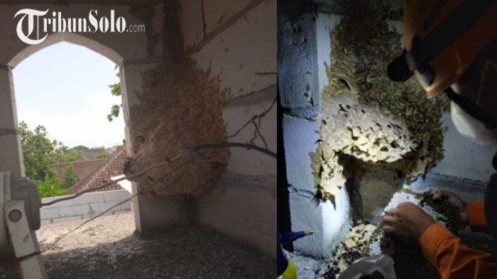 sarang-tawon-di-musala.jpg