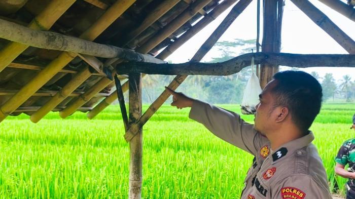 Tragedi di Gubuk Sawah Tonjong Brebes: 5 Remaja Tersambar Petir Saat Berteduh, Satu Tewas