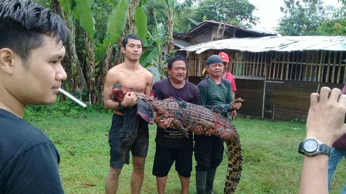 seekor-buaya-lepas-di-ciputat_20180629_110143.jpg