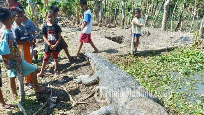seekor-buaya-ukuran-besar-ditangkap-warga-solog-di-sungai-ongkag-beberapa-bulan-lalu.jpg