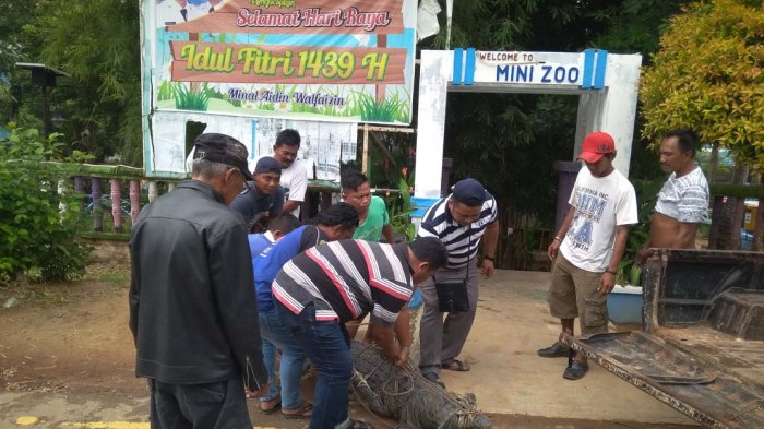 seekor-buaya-yang-sempat-melukai-warga-akhirnya-ditangkap-warga-wacopek-bintan_20180715_162432.jpg