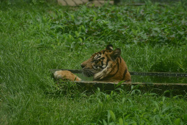 seekor-harimau-sumatera-berendam-di-kolam-di-kandangnya-di-kebun-binatang-medan.jpg