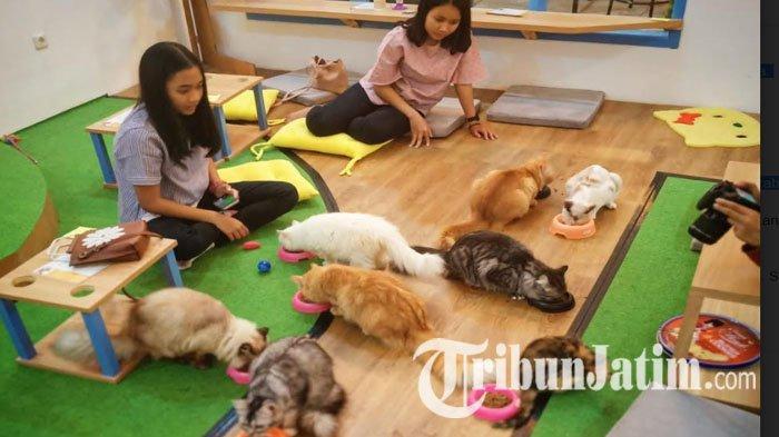 sejumlah-kucing-yang-ada-di-neko.jpg