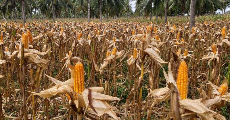 sentra-panen-jagung.jpg