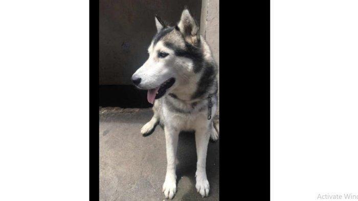 siberian-husky-tanjung-priok.jpg