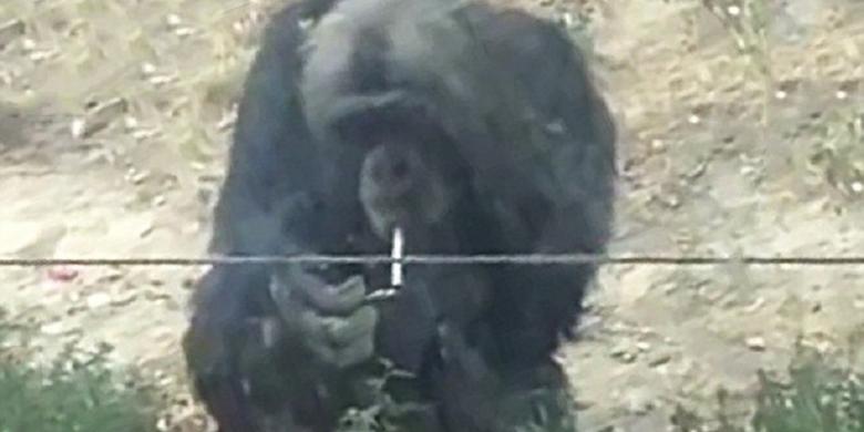 simpanse-merokok780x390_20150825_112954.jpg