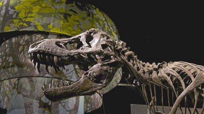 stan-kerangka-t-rex-yang-terjual-seharga-rp-469-miliar.jpg