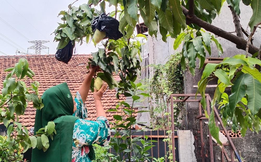tanaman-mangga.jpg