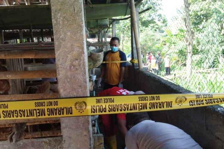tewas-di-kandang-ayam.jpg