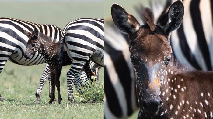 Fotografer Abadikan Momen Langka Bayi Zebra Albino. Motifnya Tak Bias!
