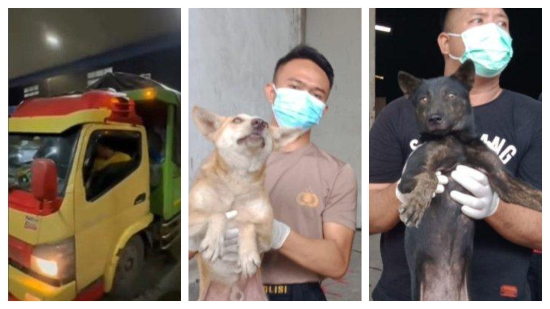 truk-membawa-226-anjing-di-kalikangkung-5-tersangka.jpg