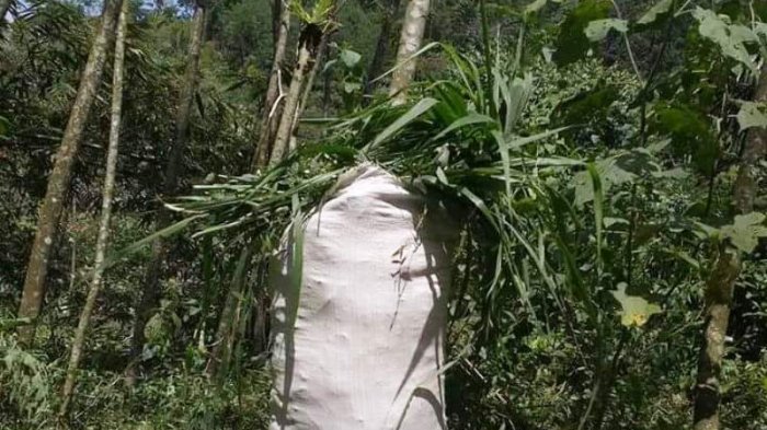 tumpukan-rumput-di-karung-milik-aji-yang-siap-diantar-ke-pelanggan_20180815_222616.jpg