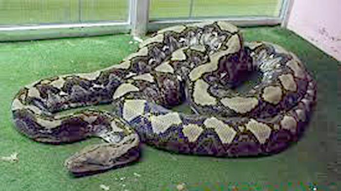 Serenity Wilde porno rasmlar