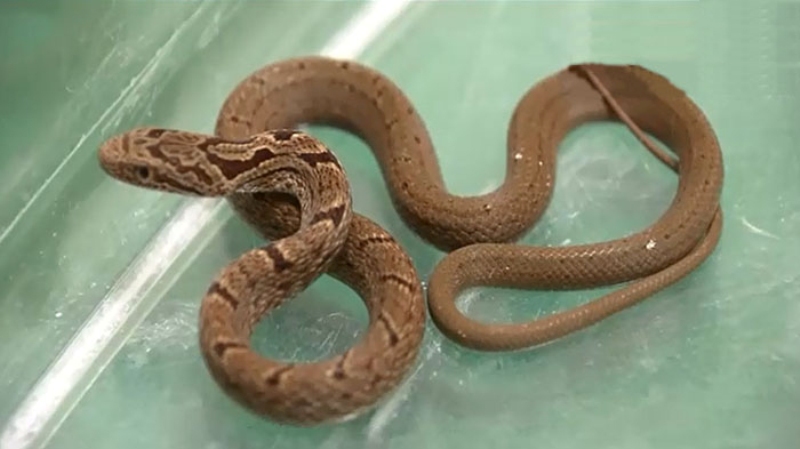 Trannies civcivlarini koring