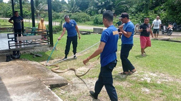 ular-king-cobra-masuk-dapur-di-kepri.jpg